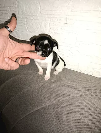 Chihuahua Toy femmina