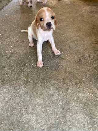 Cuccioli di Pointer