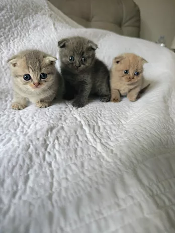 Scottish Fold e Straight