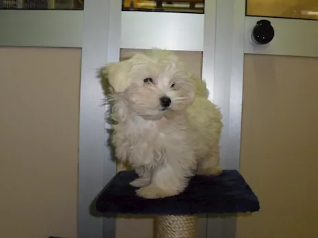 Disponiamo di cuccioli maltesi con