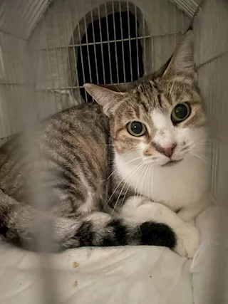 Layla micia di 4 anni