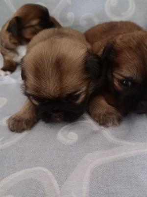 Cuccioli di pechinese tibetano - Foto 4
