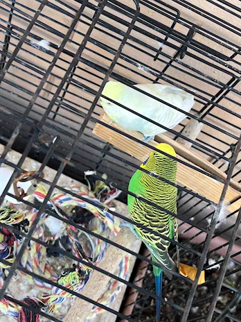 Coppia di inseparabili (verde