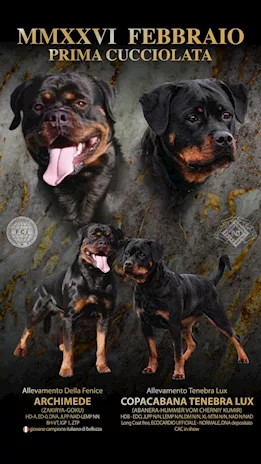 Cuccioli Rottweiler con pedigree