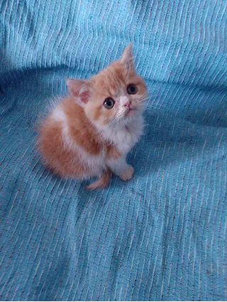 Gatti Persiani