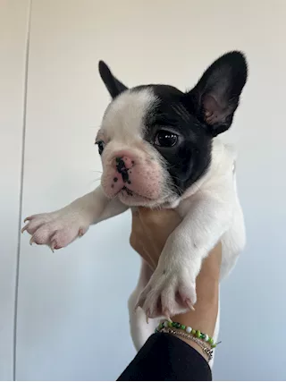 Cuccioli di bulldog francese con pedigree