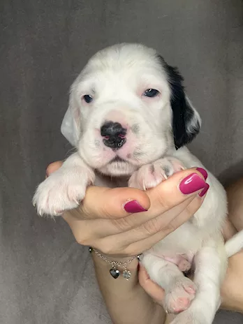 Cuccioli Razza Setter Inglese - Foto 4