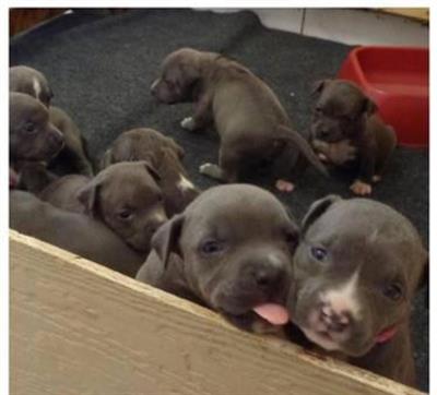 Cuccioli di Razza amstaff, genitori visibili - Anteprima 1