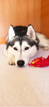 Cercasi Husky femmina