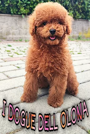 Cuccioli di barboncino