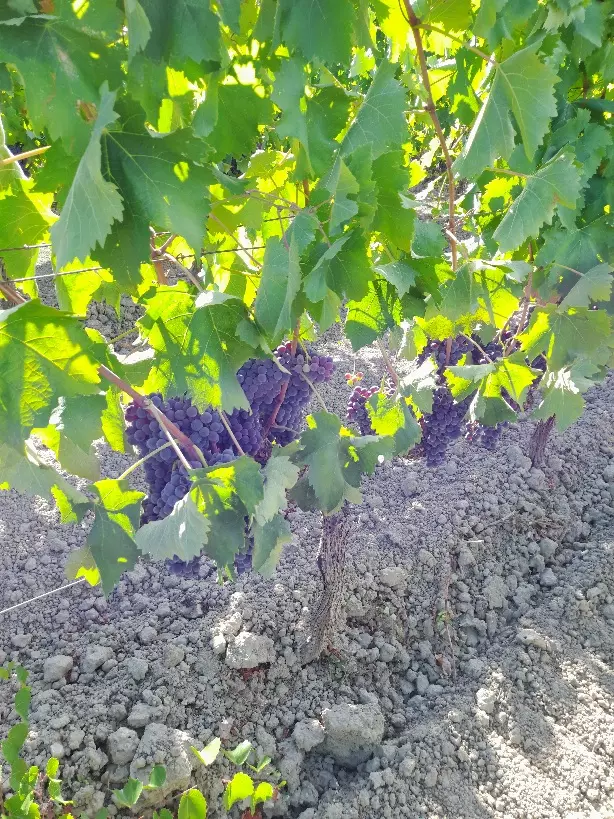 Foto 3 Uva rossa Cirò gaglioppo e bianca