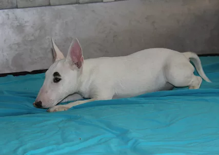 Bull Terrier in miniatura cuccioli - Foto 4