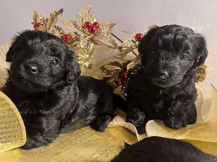 cuccioli YORKIPOO
