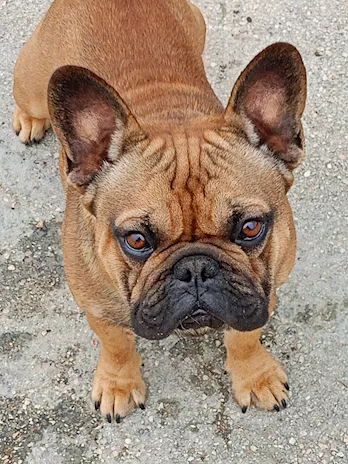 Bulldog francese maschio 2 anni