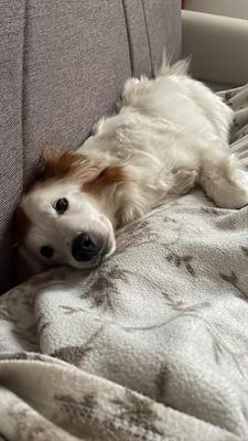 Regalo simil border collie