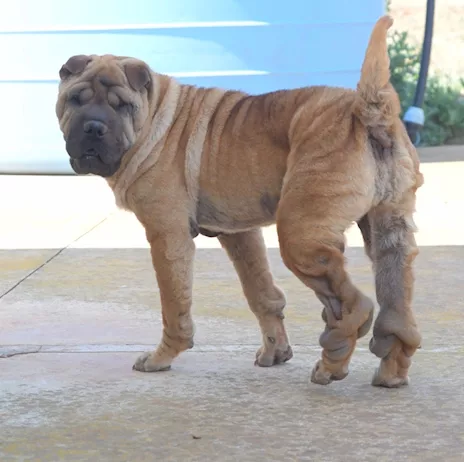 Anita cucciola in adozione, simil Sharpei - Anteprima 1