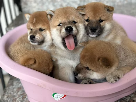 Vendo - Vendo cuccioli di Shiba Inu Rossi - Anteprima 1