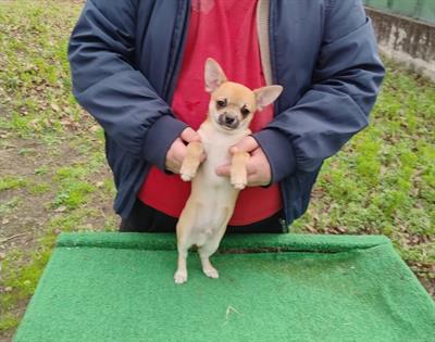 Cuccioli chihuahua - Foto 2