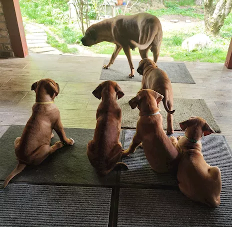 Cucciolata Tosa Inu eccezionale