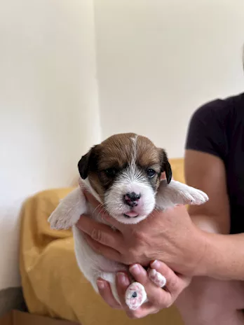 Cuccioli Jack Russell pelo lungo