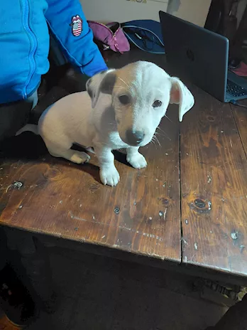Jack Russell maschio