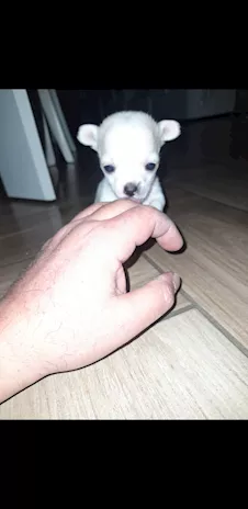 Cucciolo di chihuahua mini toy