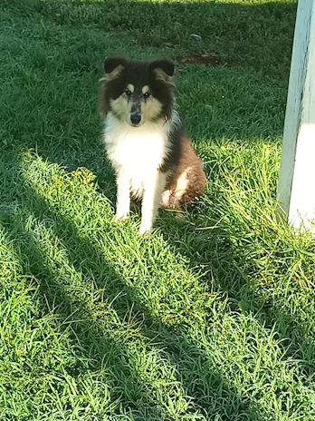 Disponibili cuccioli di Pastore