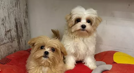 Maltipoo mini