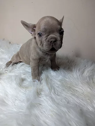 Bulldog francese blu e merle - Foto 2