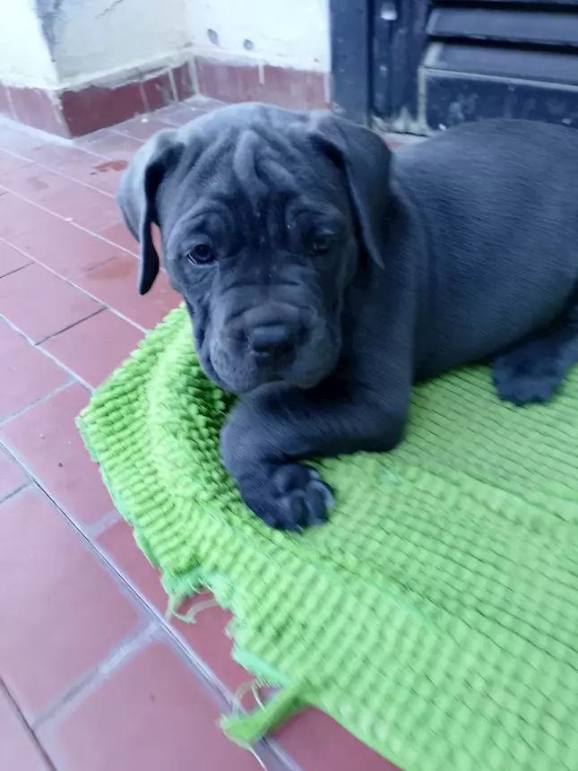 Foto 10Cuccioli Razza Cane Corso