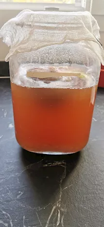 Regalo Grani di Kefir di acqua