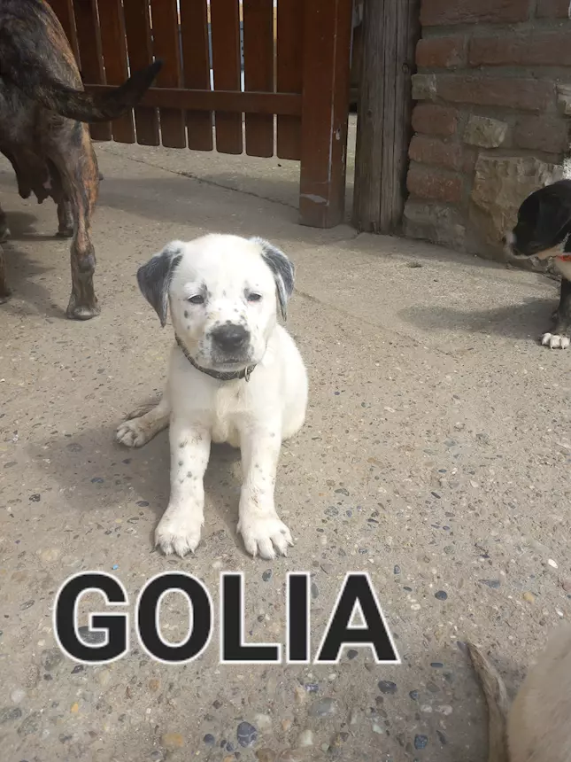 Golia e un cucciolo meticcio di taglia