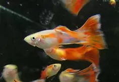 Regalo pesci Guppy
