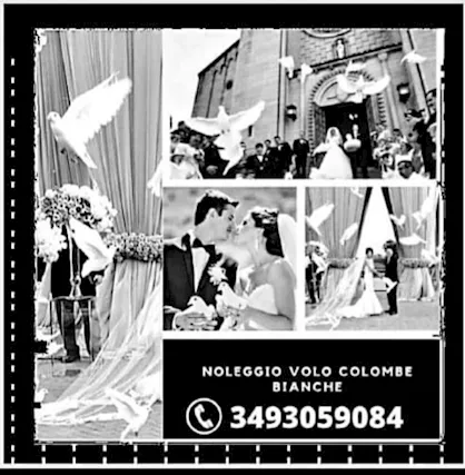 Noleggio lancio volo colombe