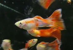 Regalo pesci Guppy