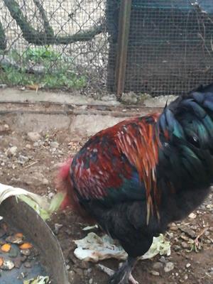 Gallo marans