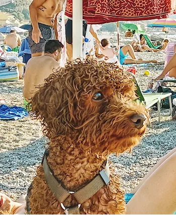 Barboncino Toy per accoppiamento