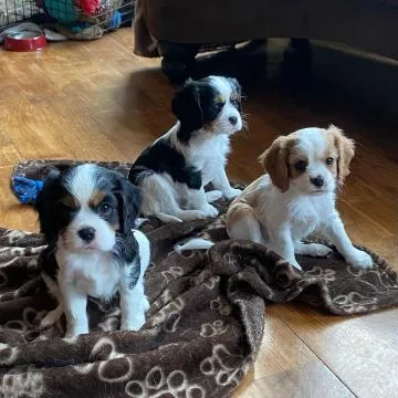 Cuccioli Cavalier King