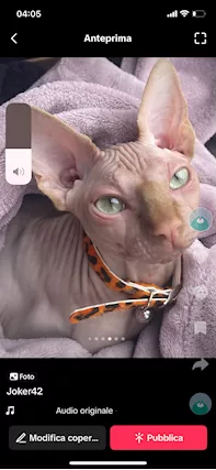 Gatto spyhx bel musino