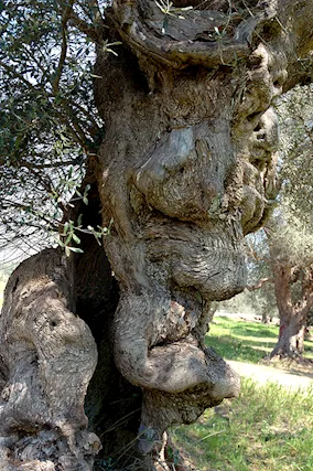 Fotografie alberi di ulivo