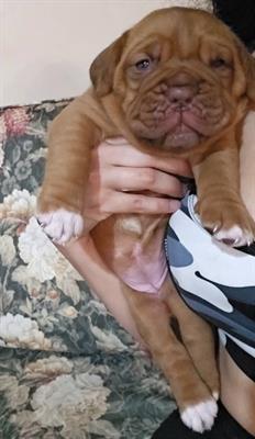 Cuccioli di dogue de bordeaux