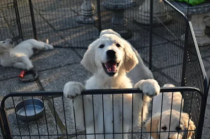 Golden Retriever cuccioli - Foto 5