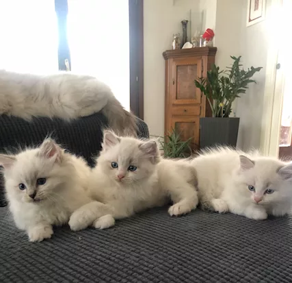 Cuccioli Ragdoll con Pedigree ANFI - Foto 4