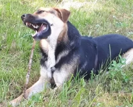 Mix Pastore 4 anni x 2 anni a catena.MILANO - Foto 2