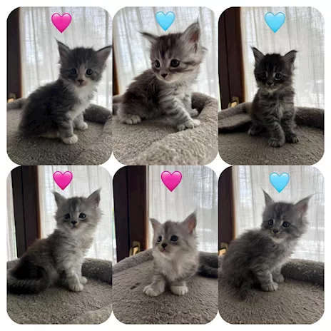 Cuccioli Maine Coon