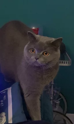 Maschio British disponibile accoppiamento