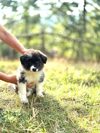 Cuccioli Border Collie super pedigree