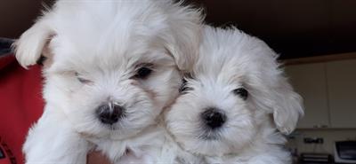 Cuccioli di cani Maltesi