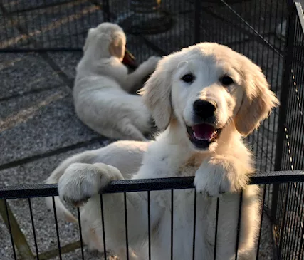 Golden Retriever cuccioli - Foto 4