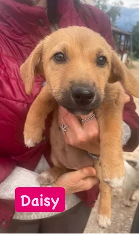 Splendide cucciole taglia medio piccola